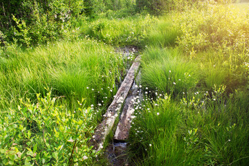 The path in the woods