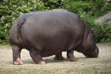 Hippopotamus (Hippopotamus amphibius).