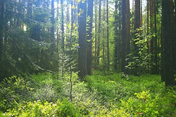 Zelfklevend Fotobehang summer spruce forest landscape © kichigin19