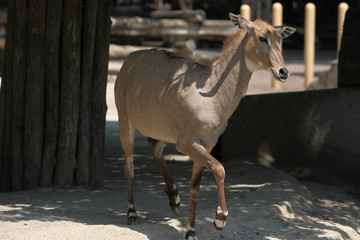 Nilgai (Boselaphus tragocamelus).