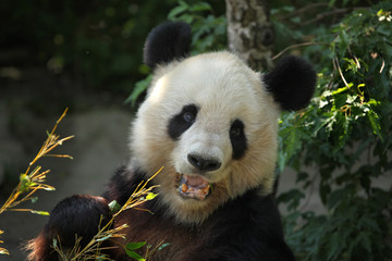 Giant panda (Ailuropoda melanoleuca).