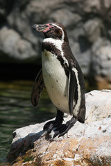 Humboldt penguin (Spheniscus humboldti).