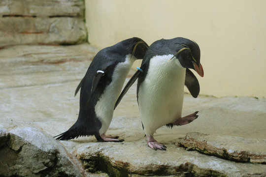 Northern Rockhopper Penguin (Eudyptes Moseleyi).