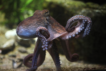 Common octopus (Octopus vulgaris).