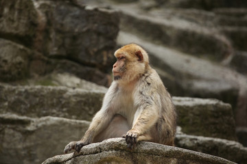 Naklejka na ściany i meble Barbary macaque (Macaca sylvanus).