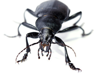 black beetle isolated on white background