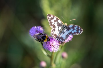 Biene und Hummel vereint auf einer Distel