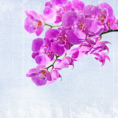 Fototapeta na wymiar Close-up of pink orchid phalaenopsis. Bouquet of flowers orchids on grunge background