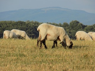 Sheep grazing