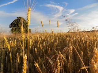 Barley field