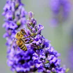 Bee collects nectar on the flowers of lavender