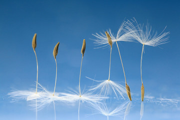 dandelion seeds macro