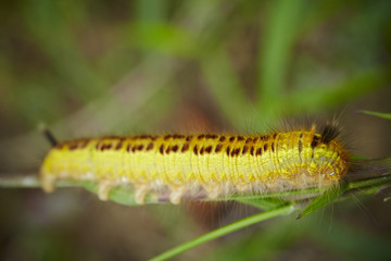 caterpillar