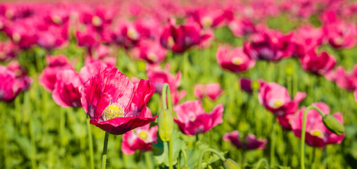 Mature poppy flower from close