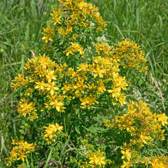 Obraz premium Echtes Johanniskraut - Hypericum perforatum