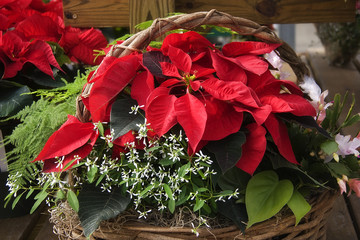 Poinsettias in a Basket