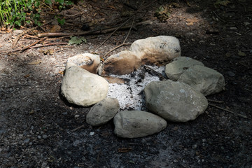 Feuerstelle mit Steinen