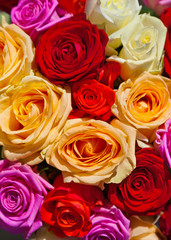 Multicolored roses background