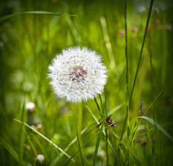 Fototapeta premium ripe dandelium fruit close up on green background