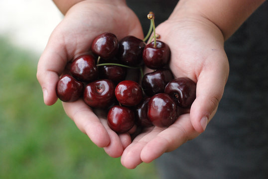 Two hands holding bunch of fresh cherries