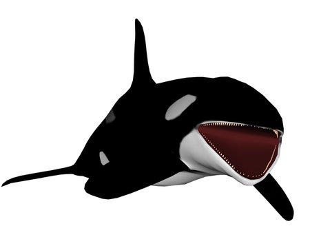 Killer whale opening mouth - 3D render