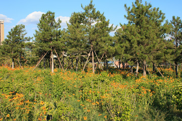 Pine forest and flowers