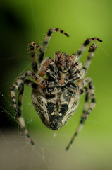 Garden spider on a silver web