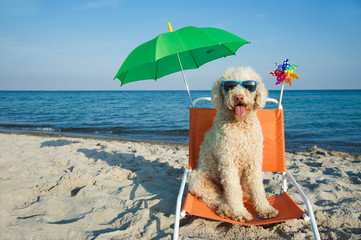 Hund am Strand