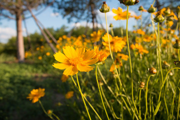 Yellow daisy