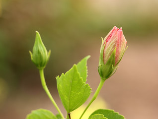 Hibiscus red