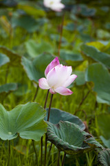 ,beautiful pink lotus flowers blooming