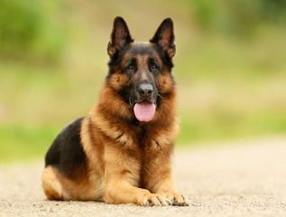 Adult German Shepherd Dog