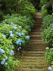 アジサイと階段