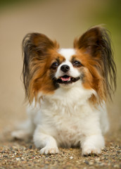 Papillon Dog