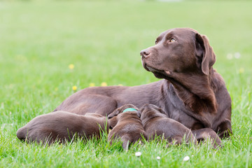 Female labrador retriever dog with puppies © Mikkel Bigandt