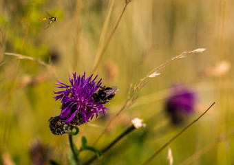 Kampf um die Distel 