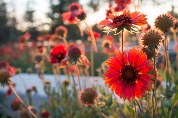 Backlight red chrysanthemum in spring