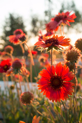 Backlight red chrysanthemum in spring