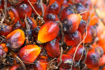fresh palm oil from palm garden