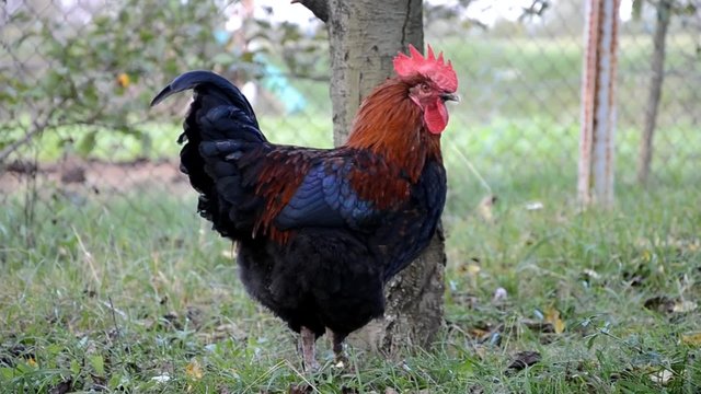 Rooster feeding at a farm 