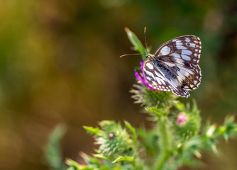 Schmetterling besucht eine Distel im Sommermorgen