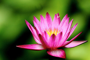 Pink lotus with green background