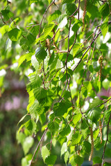 Fototapeta premium branch of a birch tree