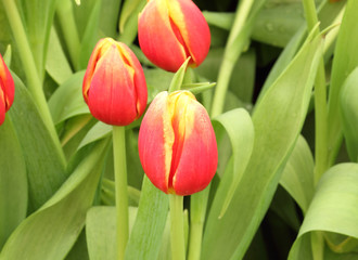 colorful tulips, tulips in garden