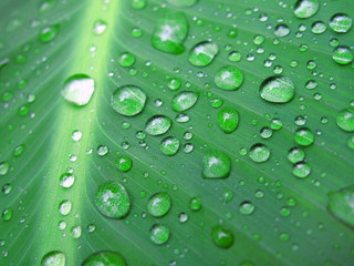 Plakat green leaf with water drops