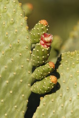 cactus flower 