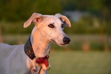 Galgo Portrait