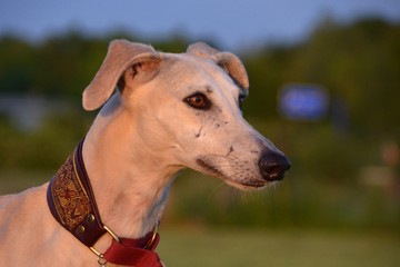 Galgo Portrait