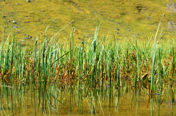 Obraz premium grass on the lake