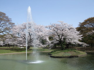 桜が咲く春の代々木公園（噴水池）　Yoyogi Park (Water scenery facilities)